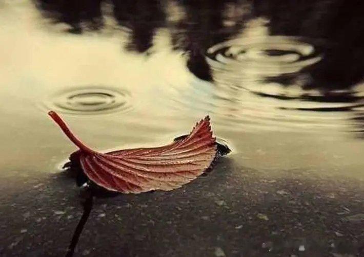 红叶寂寂独飘零，水面无波凄更清。夏日炎炎红彤过，秋风无情一浮萍。曾经母枝丰又茂，