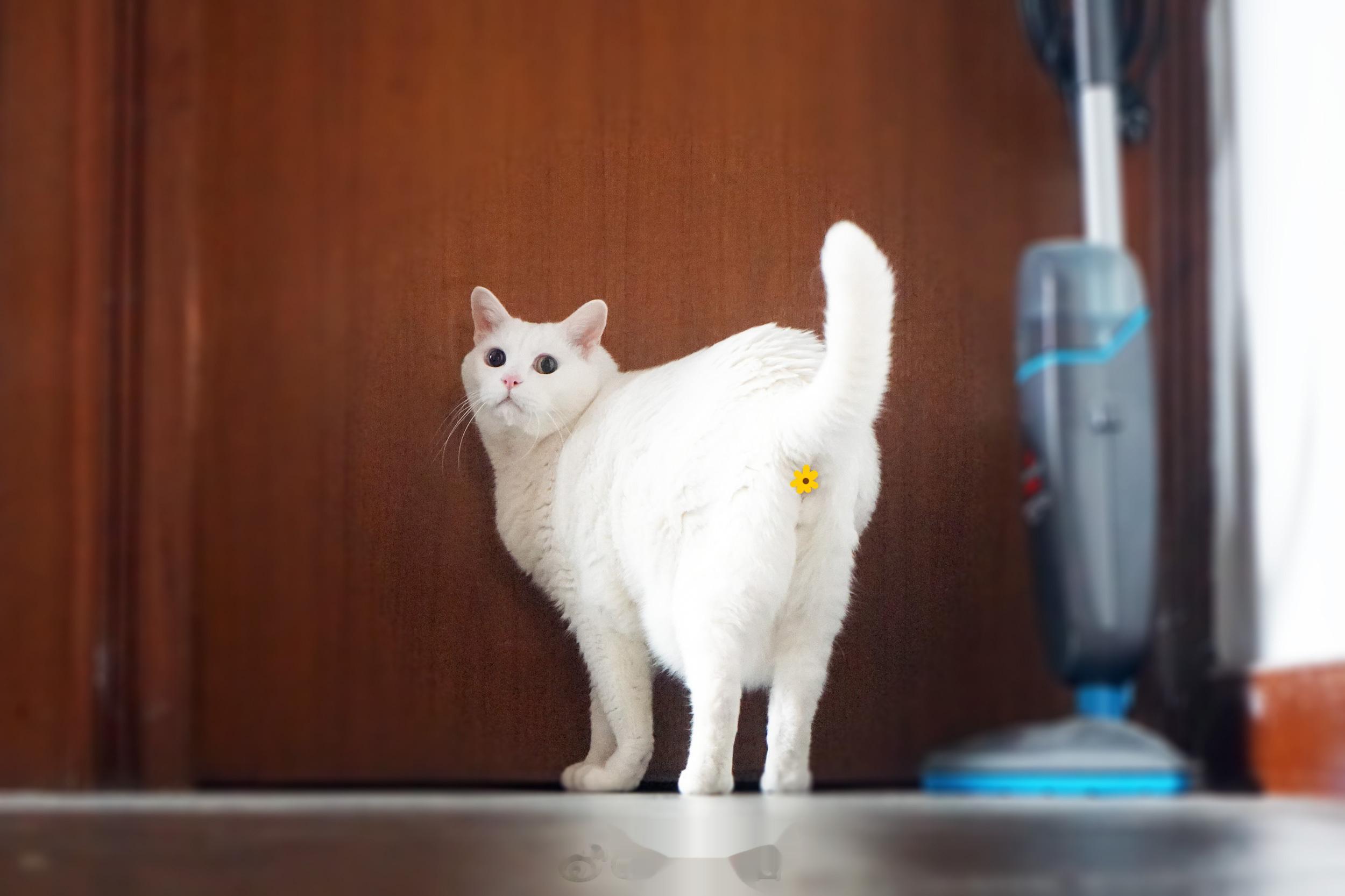 請幫偶開門，月亮姐姐在裡面⋯ ​​​