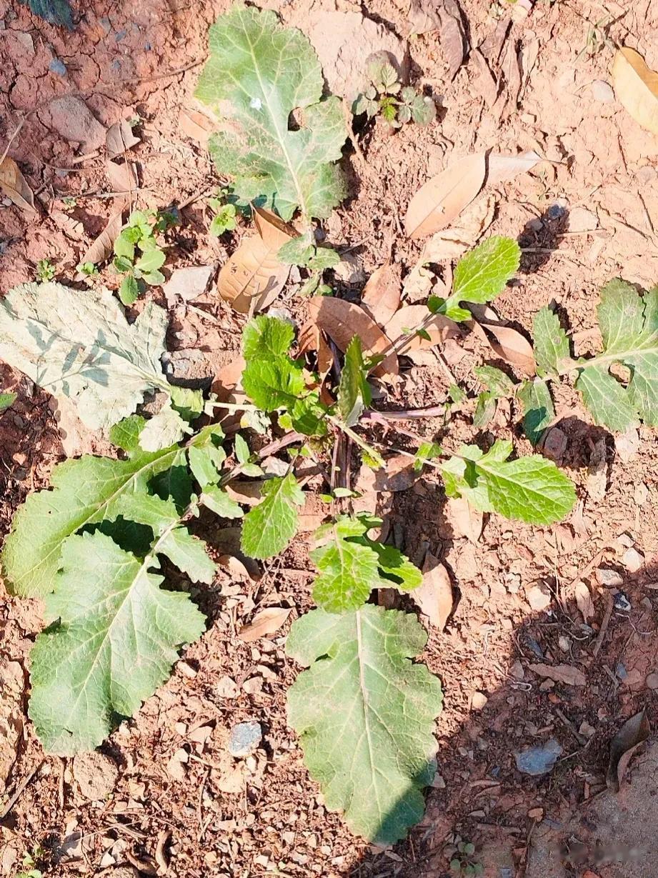 春天到了，又到了挖野菜的季节。
南方一到这个时候，这种腊菜，也就是雪里蕻就像野草