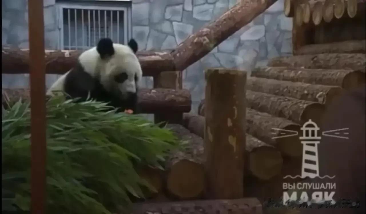 俄罗斯总统普京之前去莫斯科动物园看大熊猫“如意”和“丁丁”。看到可爱的大熊猫心情
