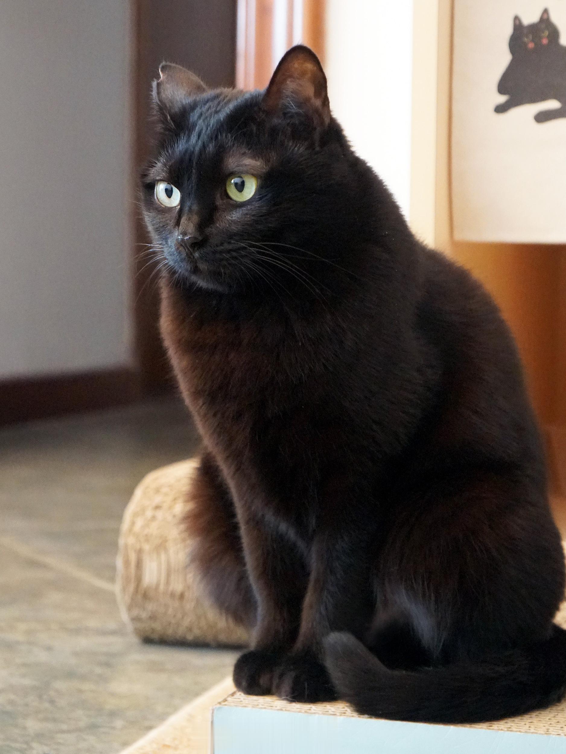 今天不當蝦球，當志玲～ ​​​