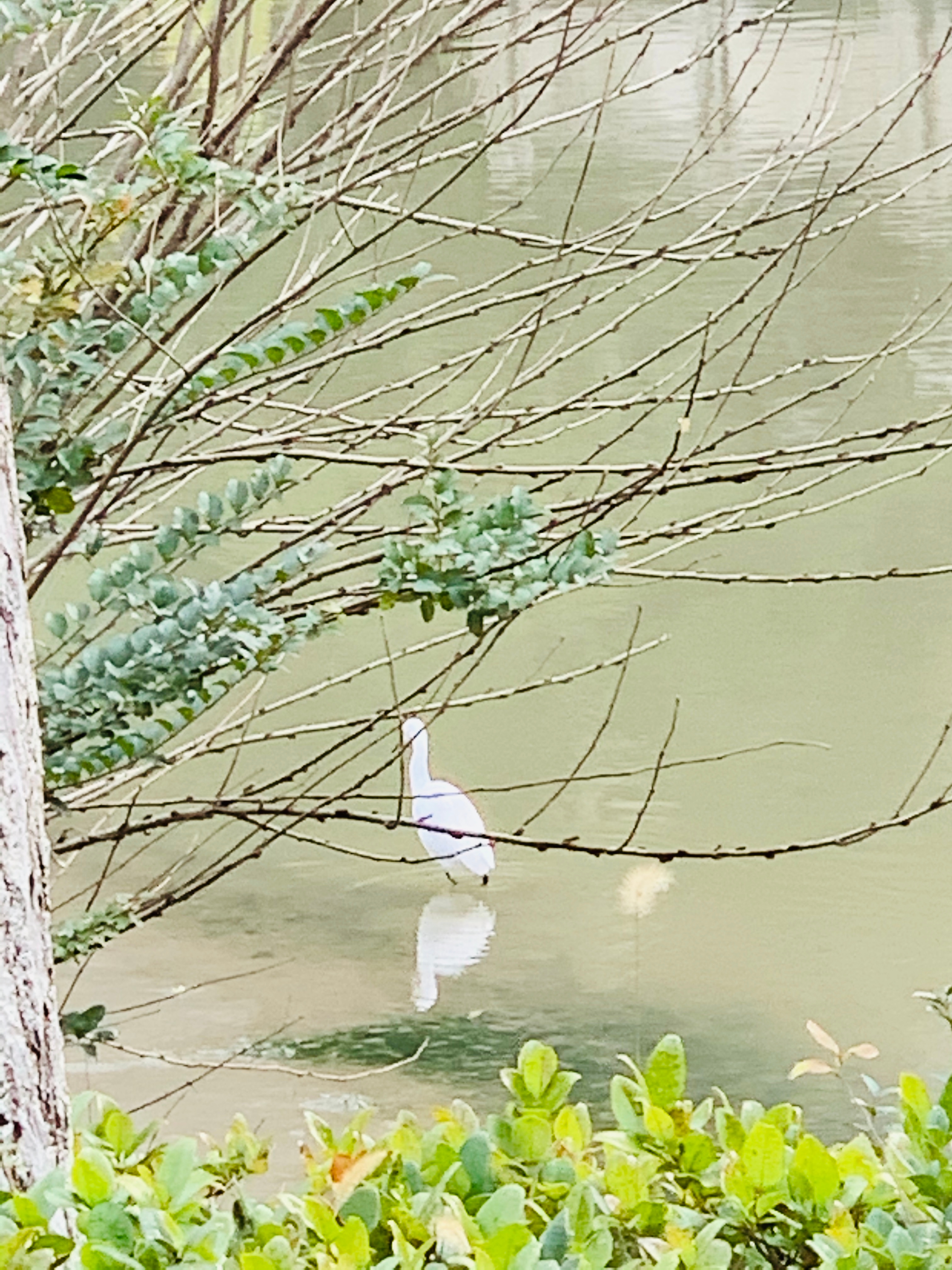  西溪湿地的白鹭鸟 ​​​