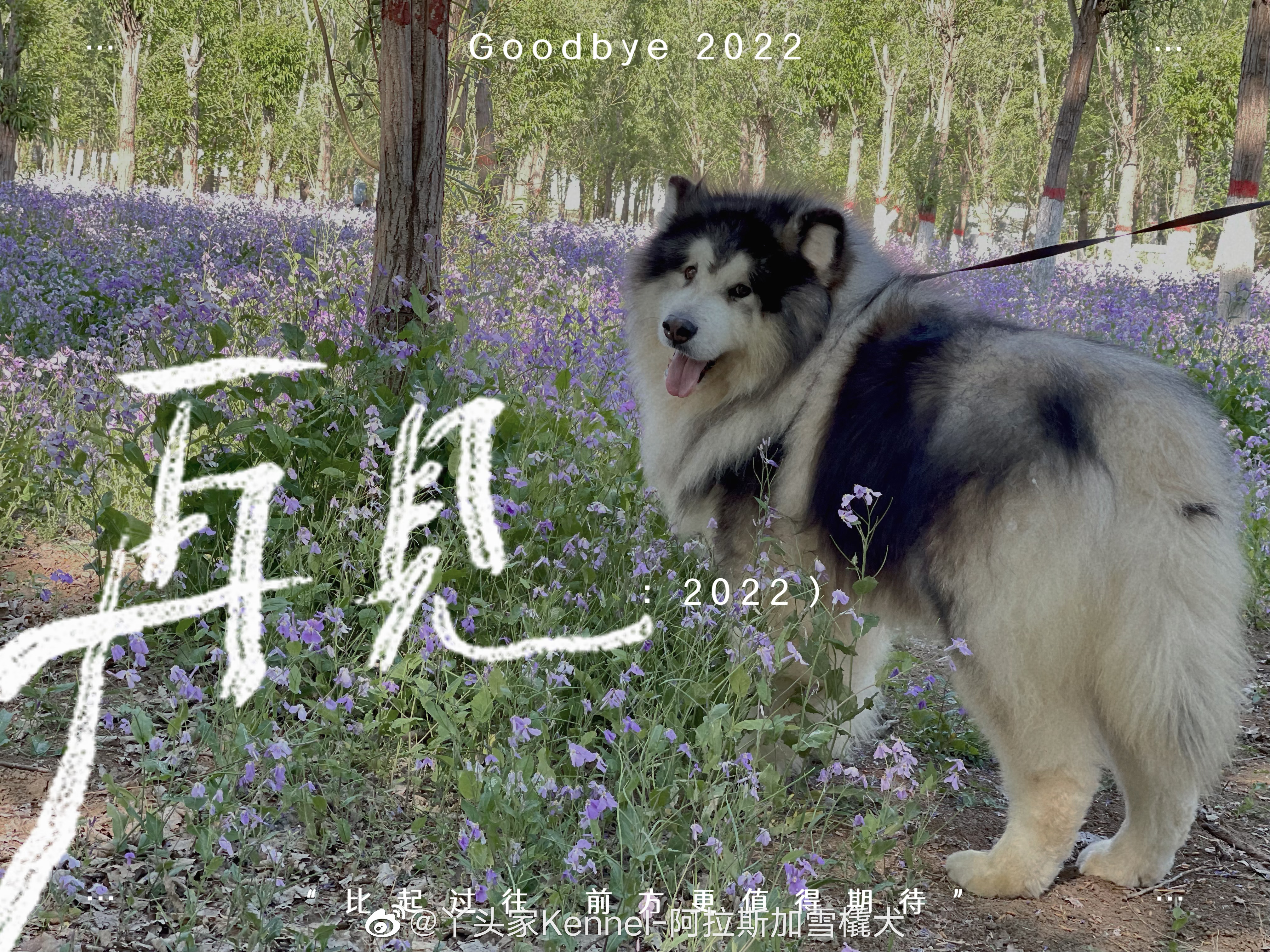 提前预祝 元旦快乐 ​​​