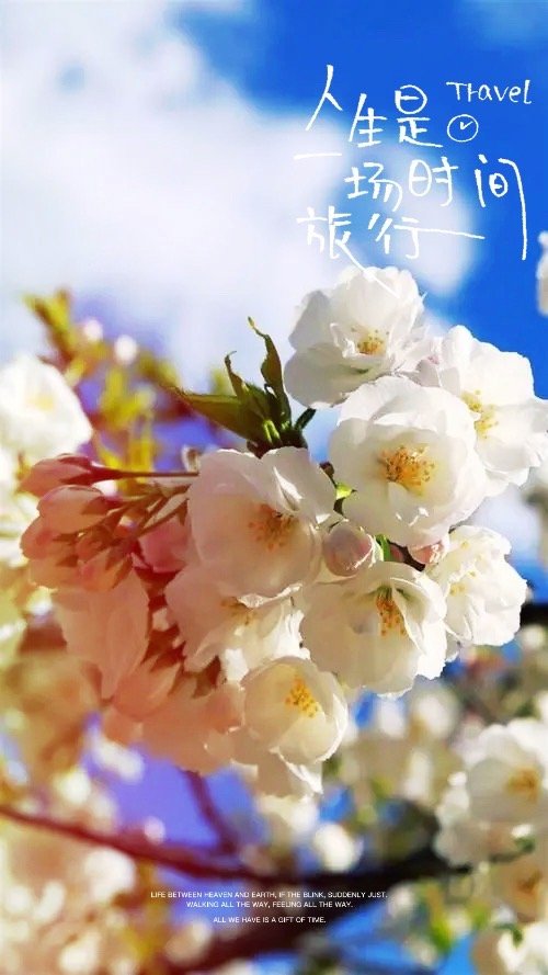#熊猫守护者[超话]#🌸 #每日一善# 🌸 #阳光信用#  生命，是一树花开