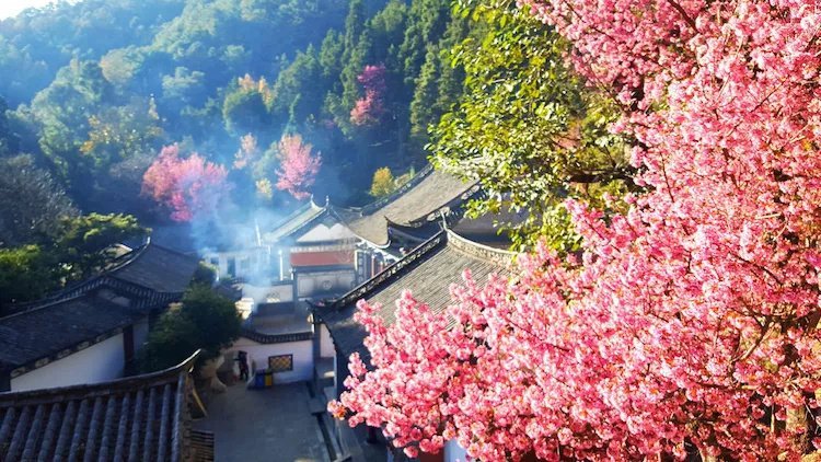 【这里是云南】        大理三月三        绿了枝头        