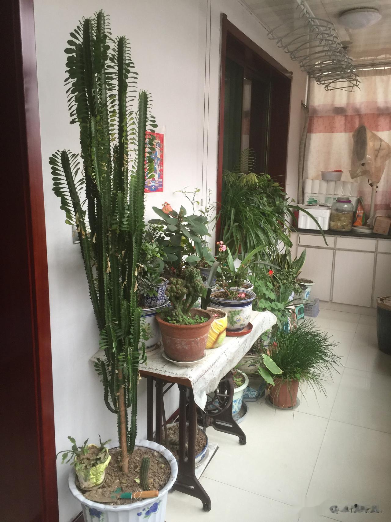 前段时间新冠使得许多人羊羊羊，近段时间甲流又频频来袭，正是俗话说的那样，人吃的五