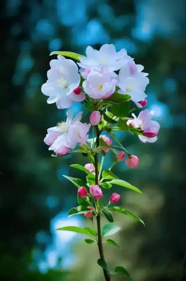 山桃花落，海棠花开，陆陆续续的各类花草争相开放。天津很多地方用海棠做行道树，那些