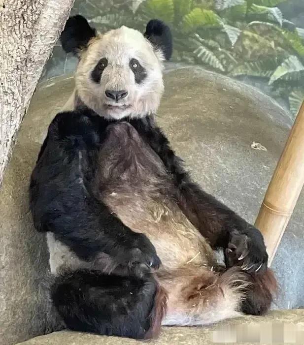 好消息！牵动着无数中国人的心的旅美大熊猫“丫丫”终于可以回家了！

看到丫丫见到