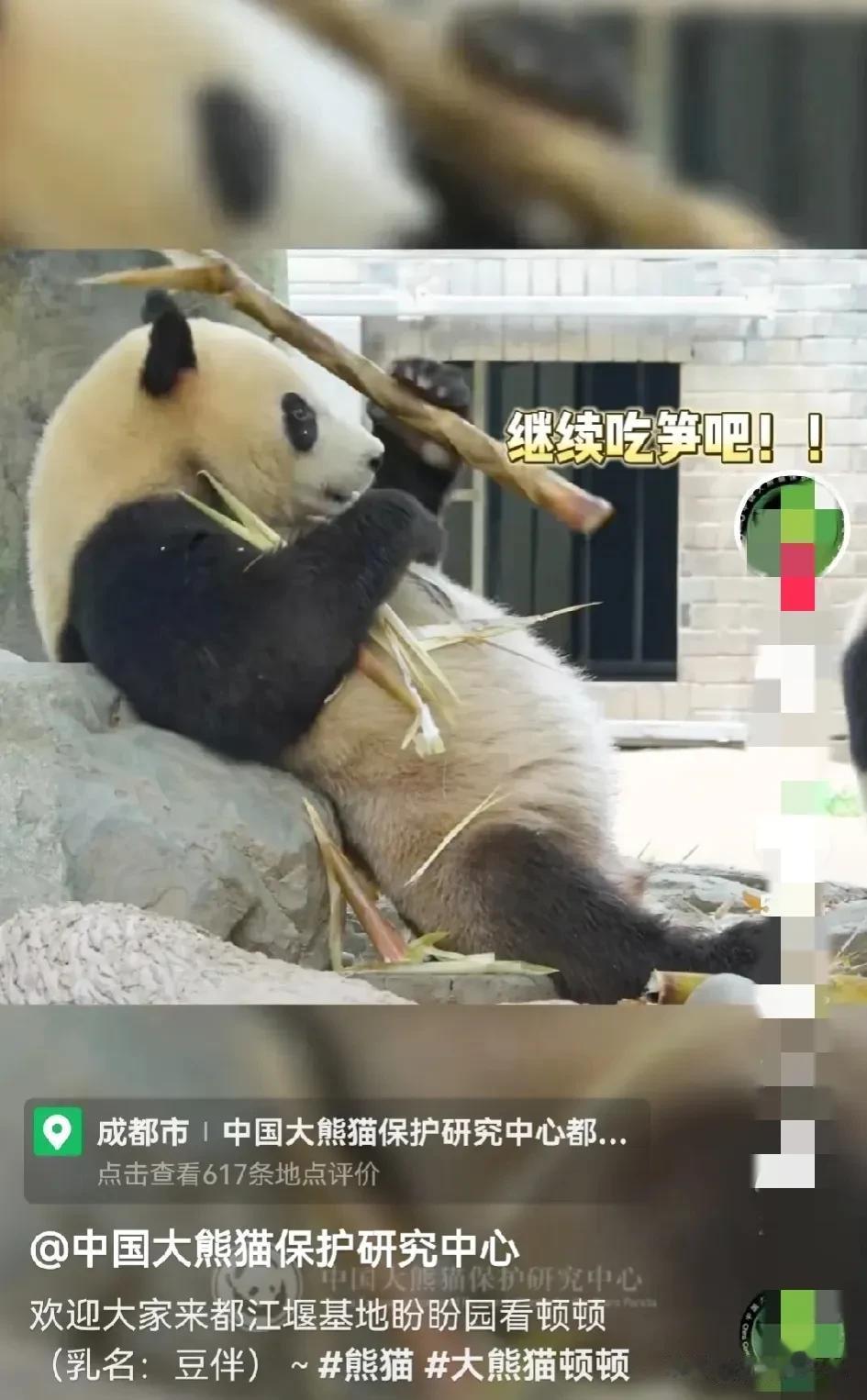 顿顿不去美国了？欢迎大家到都江堰看顿顿。

中国大熊猫保护研究中心官方账号，发布