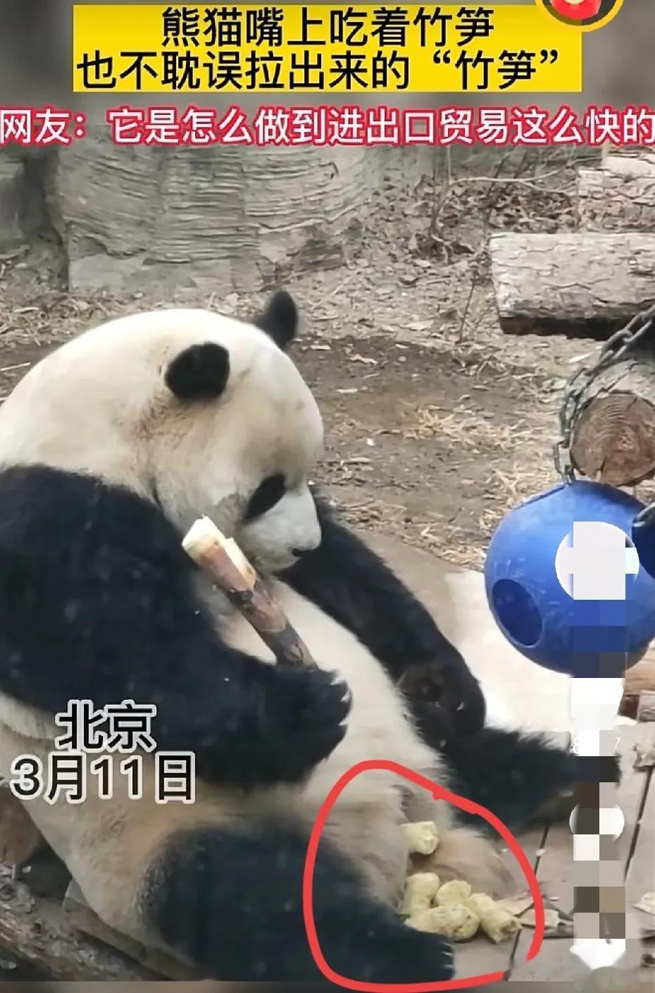 熊猫的便便能泡水喝吗？

北京动物园里的熊猫一边吃竹笋，一边拉出白色的“竹笋”，