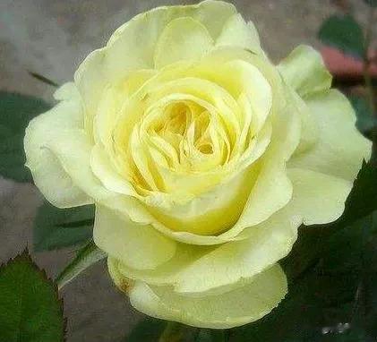 分享图片——绚丽多彩的月季花
花型优美，姹紫嫣红
​亭亭玉立，婀娜多姿
​争奇斗