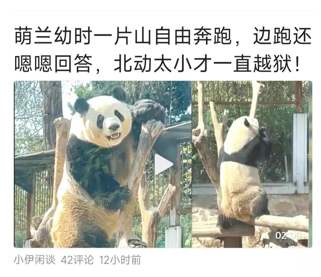 沙漠也觉得萌兰活动范围太小，北动回应“因为二环寸寸金，无法扩建”。这话乍一听有道