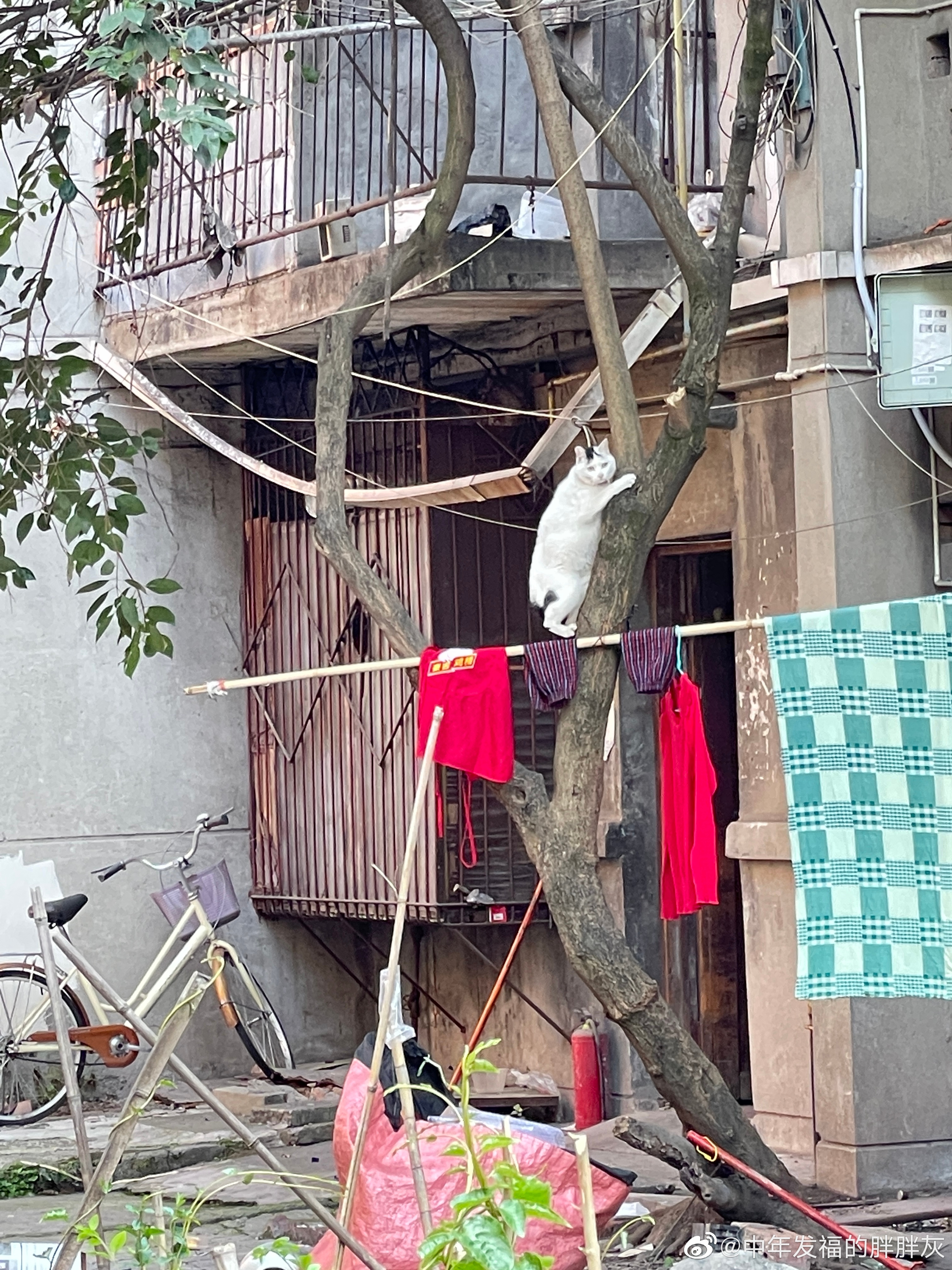  一些市井烟火气猫：放屁 ​​​