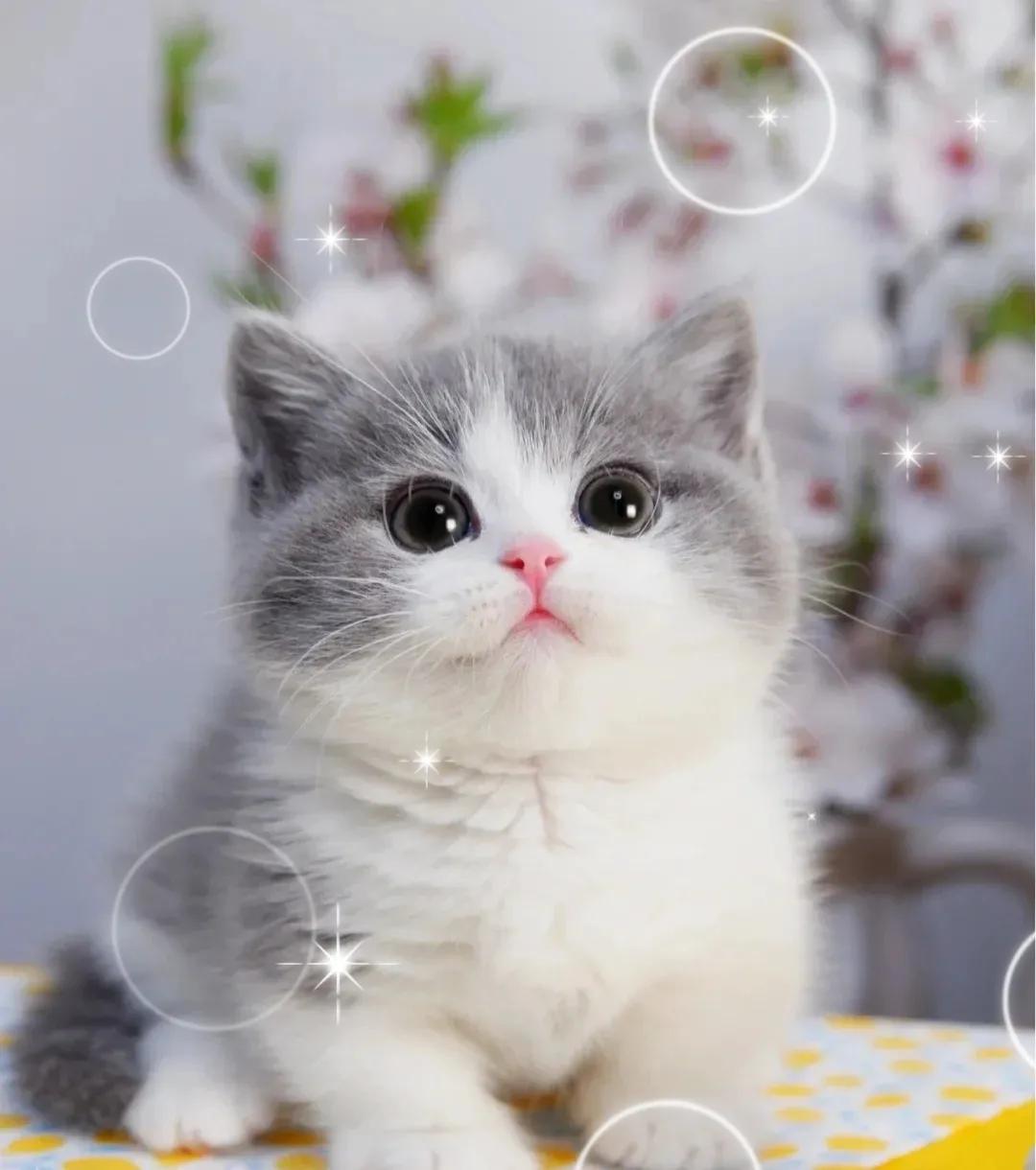萌宠  