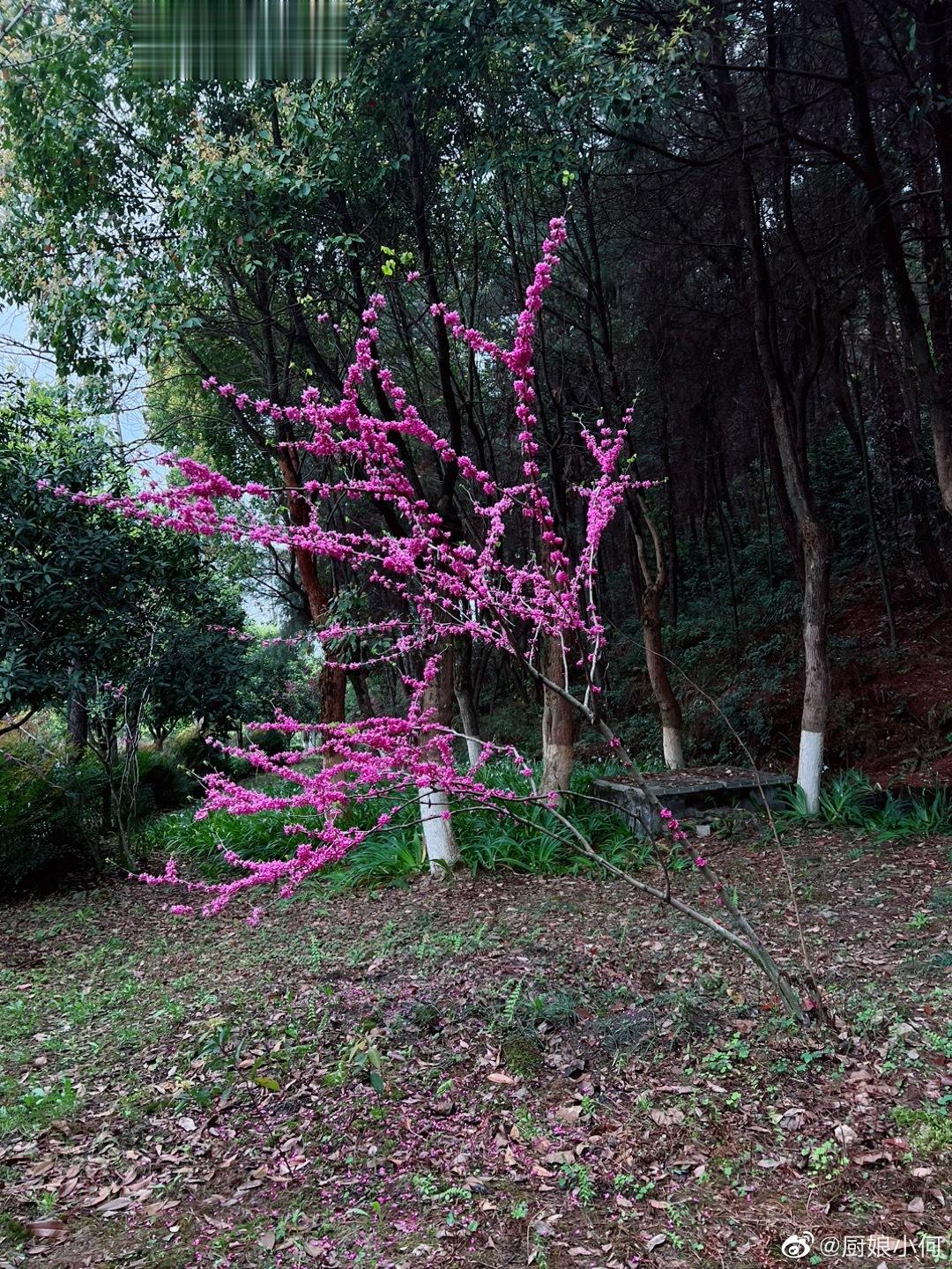 今天在森林里呆了10个小时，我明天决定带孩子去丽江 大理玩几天，接下来 ，我将重