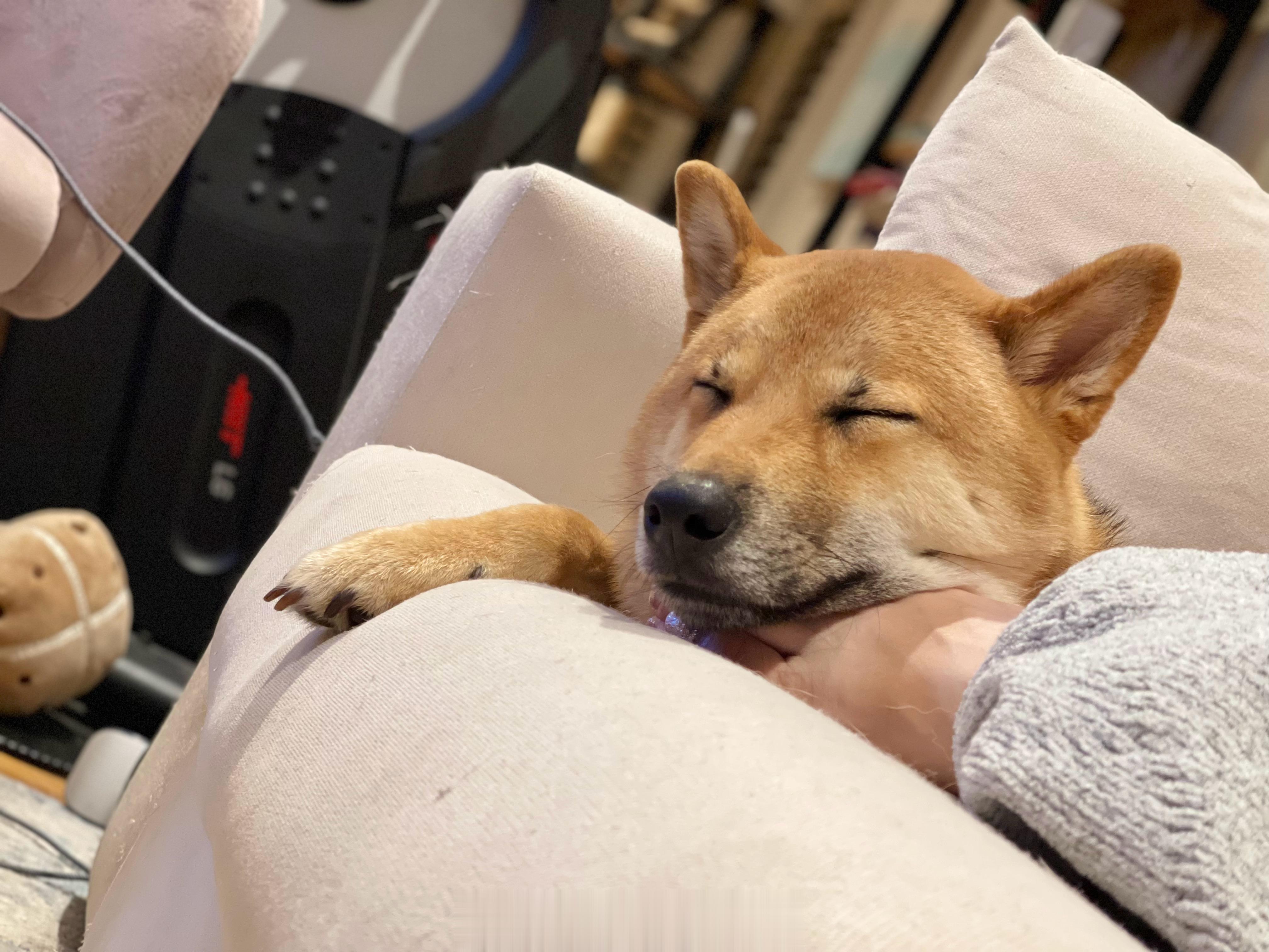 灯爸今天送啤啤去洗澡，洗狗店的店员问啤啤真的是纯的柴犬吗？还是说混了dingo的