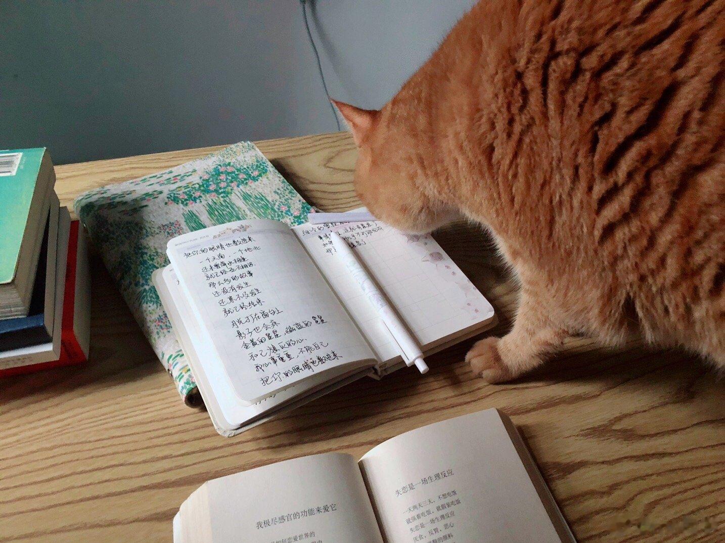 猫咪小书童春天就是要读诗 ​​​