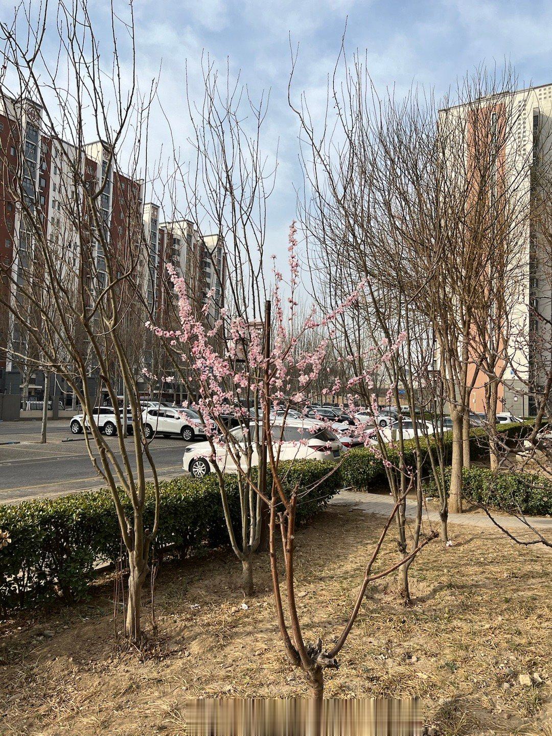 桃花始，蚯蚓出。 ​​​