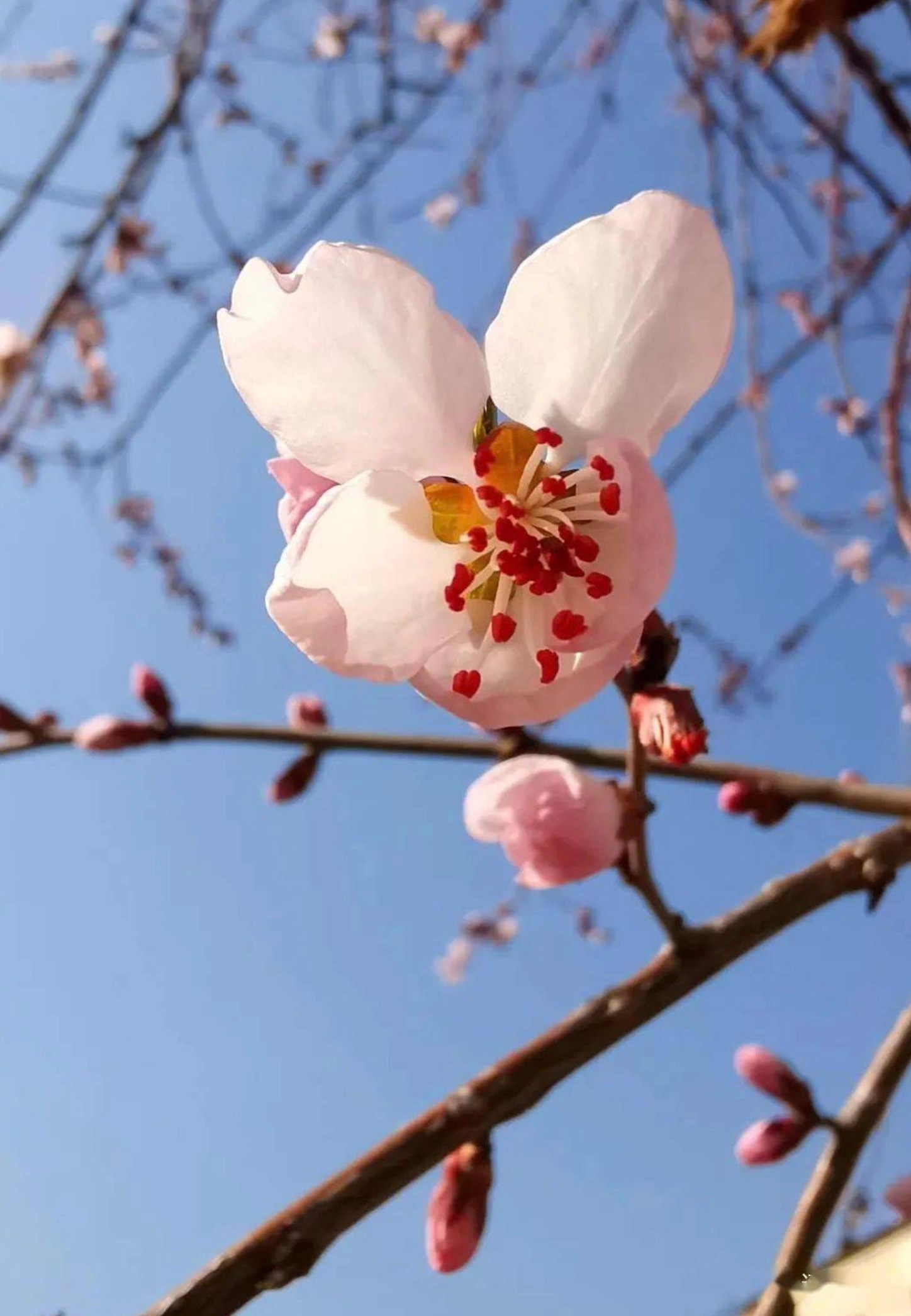 【扫墓见闻】百草竞春华，纷纷桃李枝。今日扫墓，陵园遇邻人姑嫂四人同行。观其拂拭墓