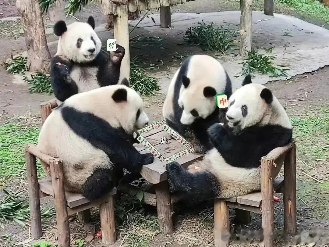  四只大熊猫坐一桌，网友调侃打麻将

难得见四只大熊猫聚在一起，人家是吃瓜，大家