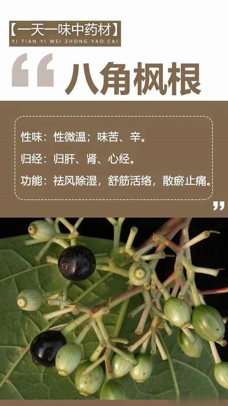  🌿【一天一味中药材】🌿 