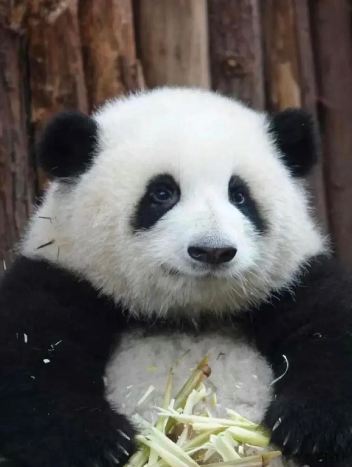 在中国，熊猫我只分得清这3只[呲牙]
①“果来”的花花
②“宝莲”姐小丫
③“熊