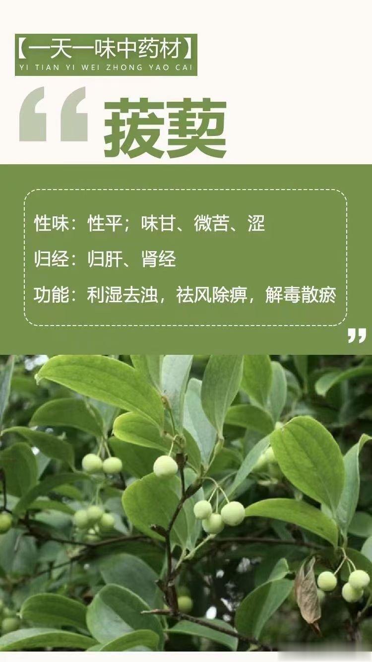  🌿【一天一味中药材】🌿 