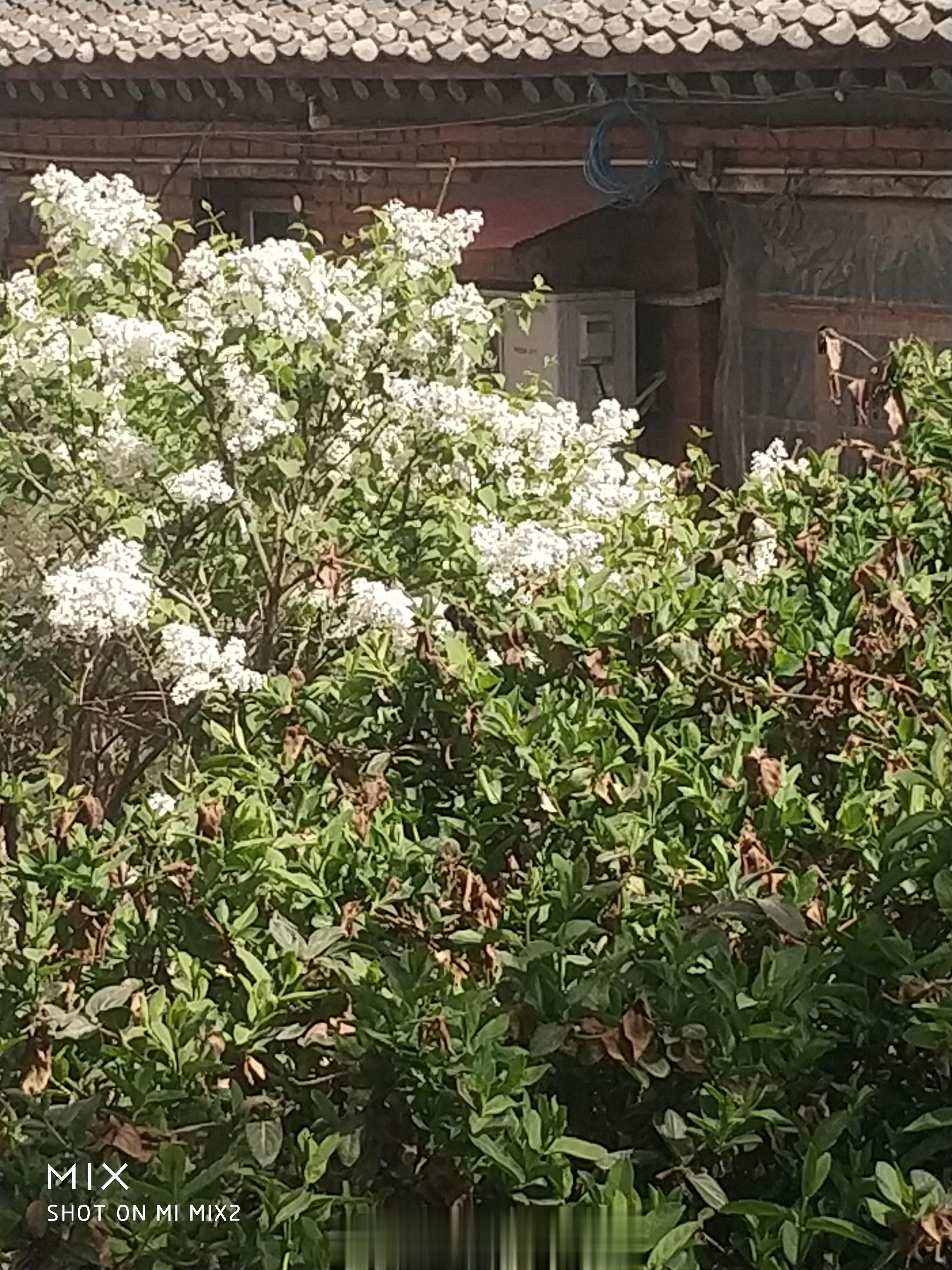 绿叶（金银花叶）衬白花（丁香花）很好看！ ​​​