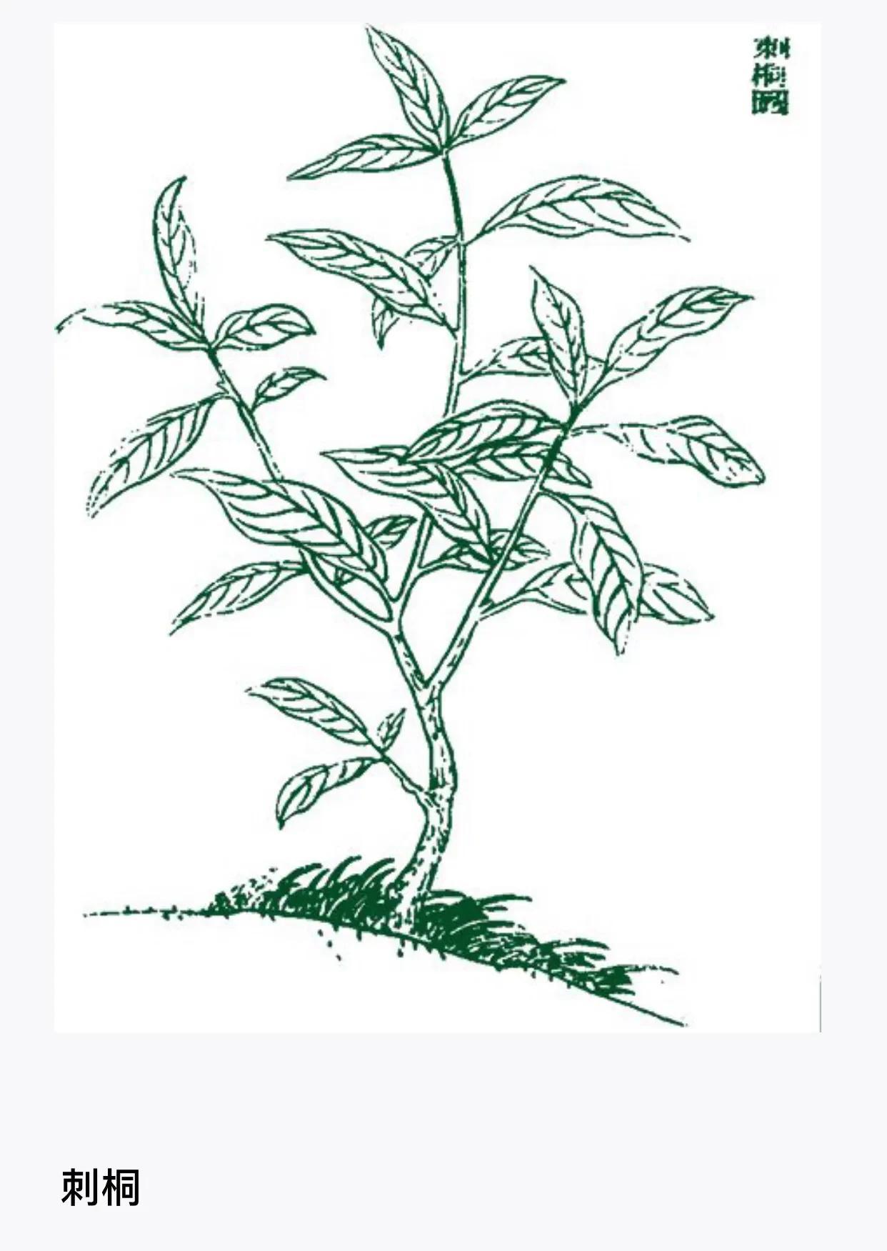 在山海经中关于刺桐的描述

刺