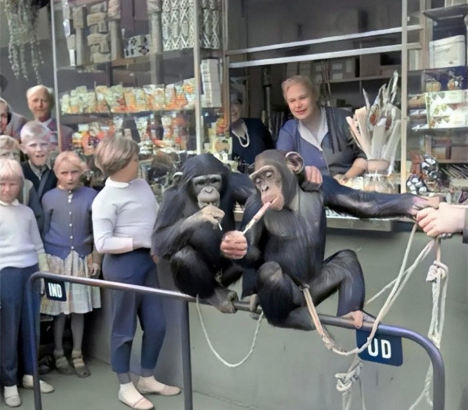 1955年，在丹麦哥本哈根的动物园里，许多游客与动物相处得很好。在工作人员的帮助