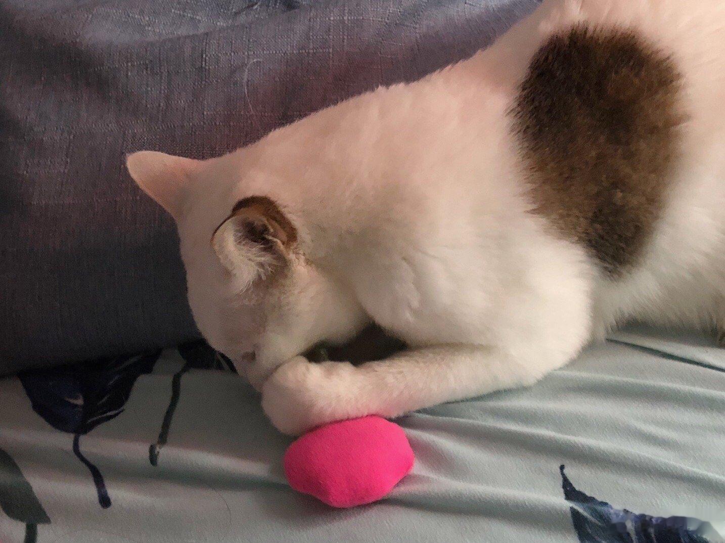 周末的小猫咪 ​​​