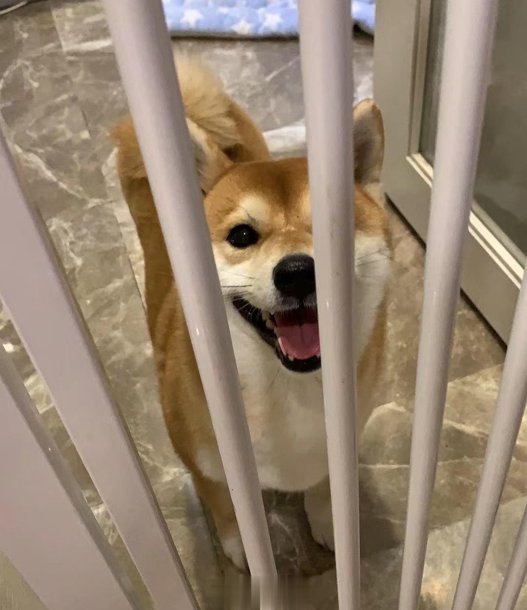 捡到一只小八嘎哈哈哈，已经还给主人啦 ​​​