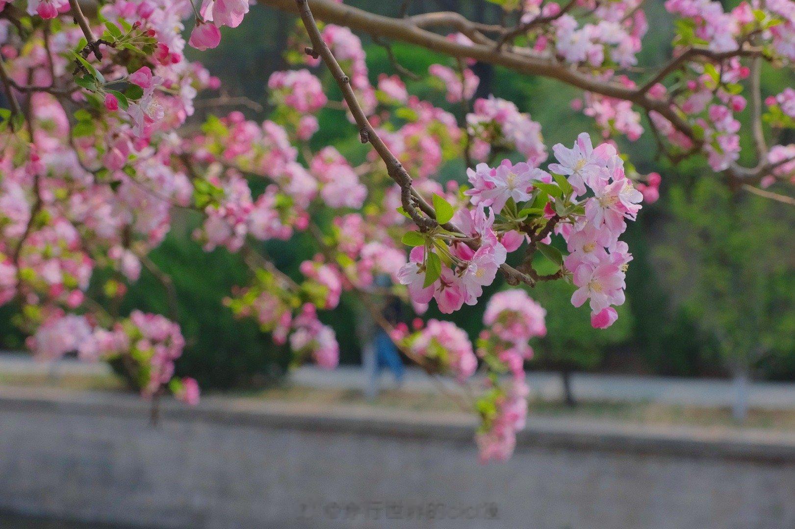 #春游季##春日乐趣大会#北京赏花｜又是一年海棠映花溪🌸知否，知否。海棠花儿已