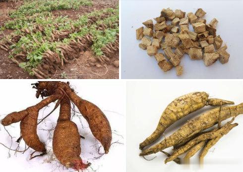 这两味中药代茶饮，解酒极佳[g