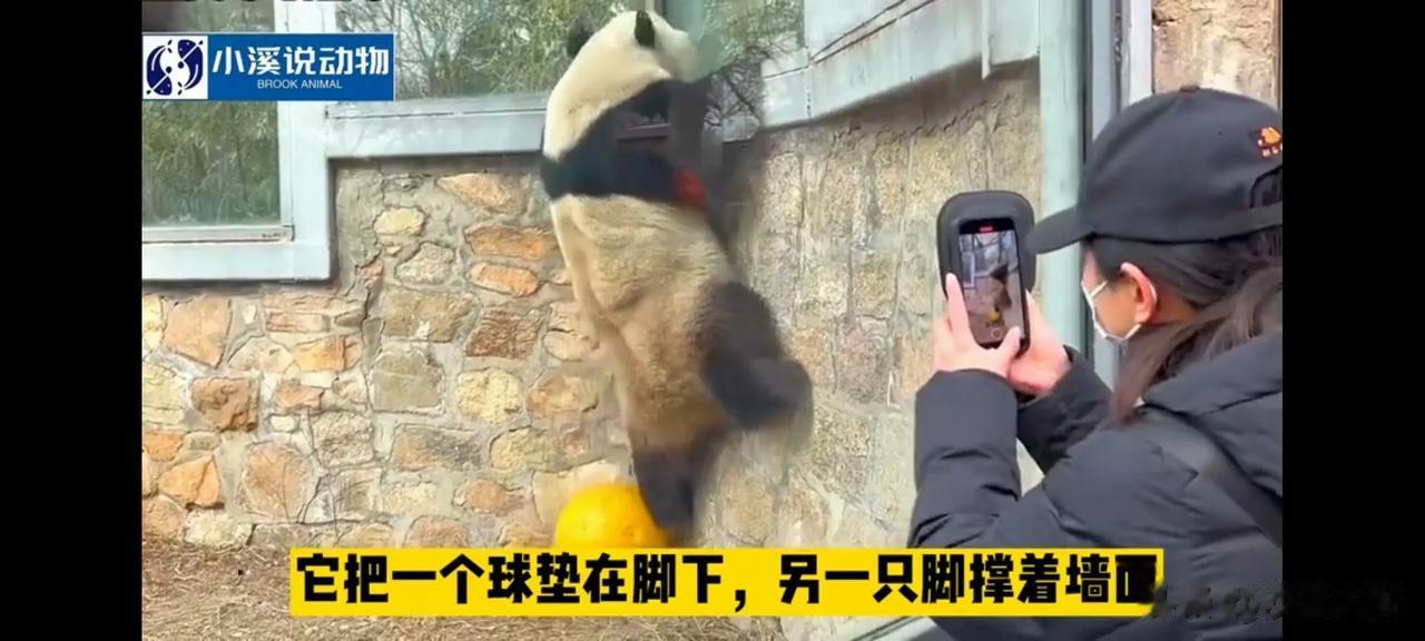 北京动物园的大熊猫“西直门三太子”萌兰再次越狱失败，想用以前的方法踩球越狱，显然