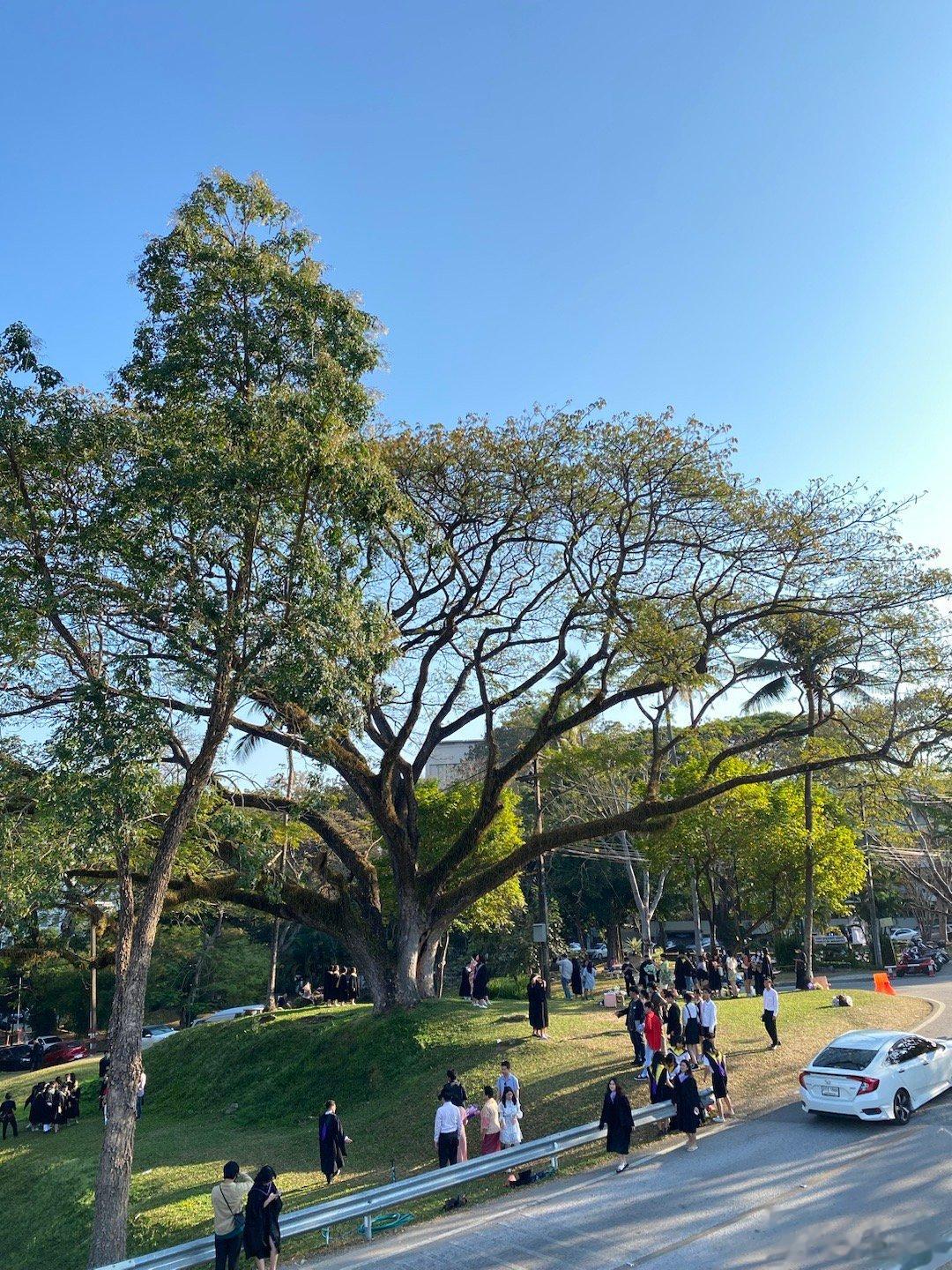 清迈大学随处可见参天大树，负氧