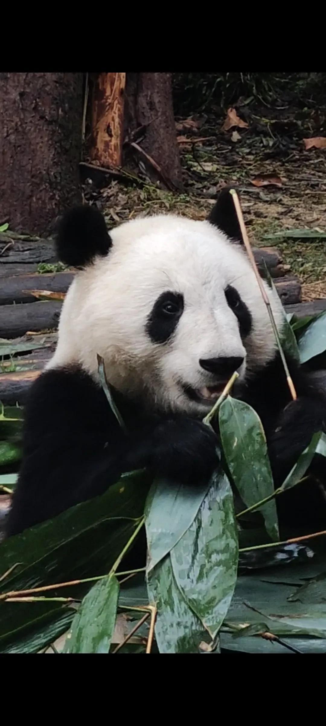 沙漠去成都大熊猫基地看花花，结果看到的是二狗，看来本命就是二狗了，拳打荷叶，脚踢