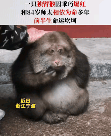 10月8日，在浙江宁波，一只猴子突然爆火了，而它的火也让峨眉山的猴子活生生地遭遇