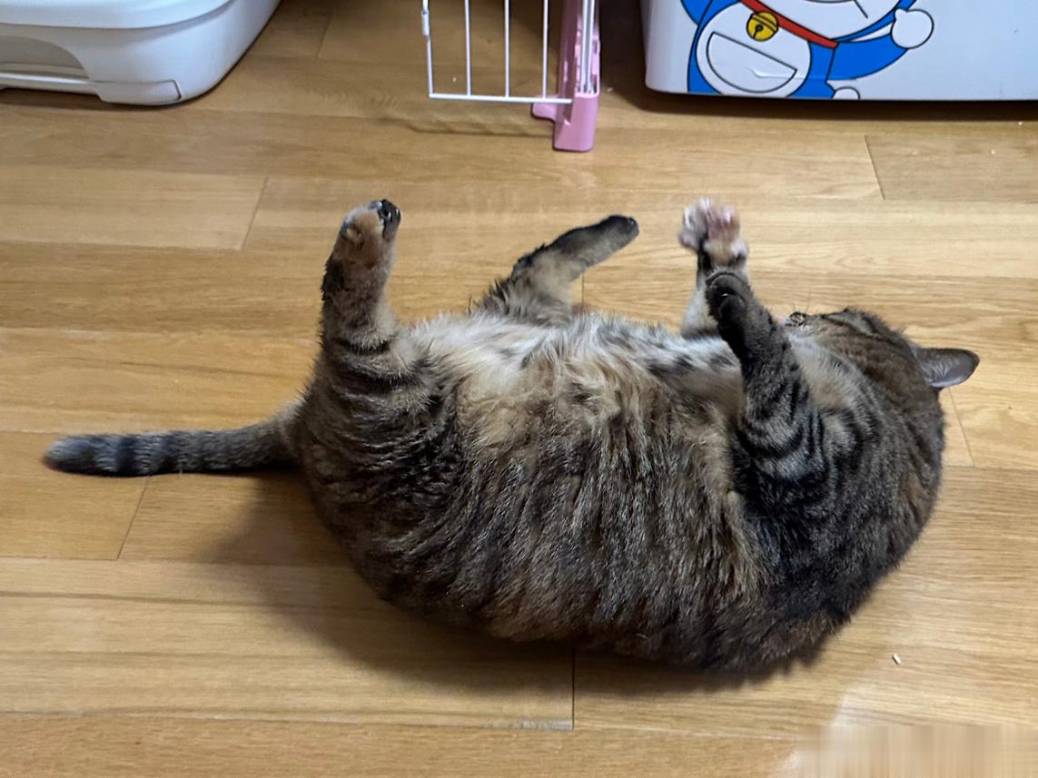  🐱：哎呀我去！ ​​​