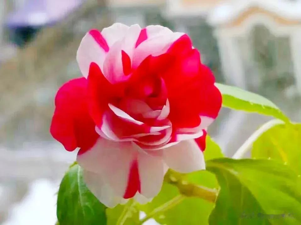 分享图片——最漂亮的水梅花，娇艳欲滴，花开四季
 
