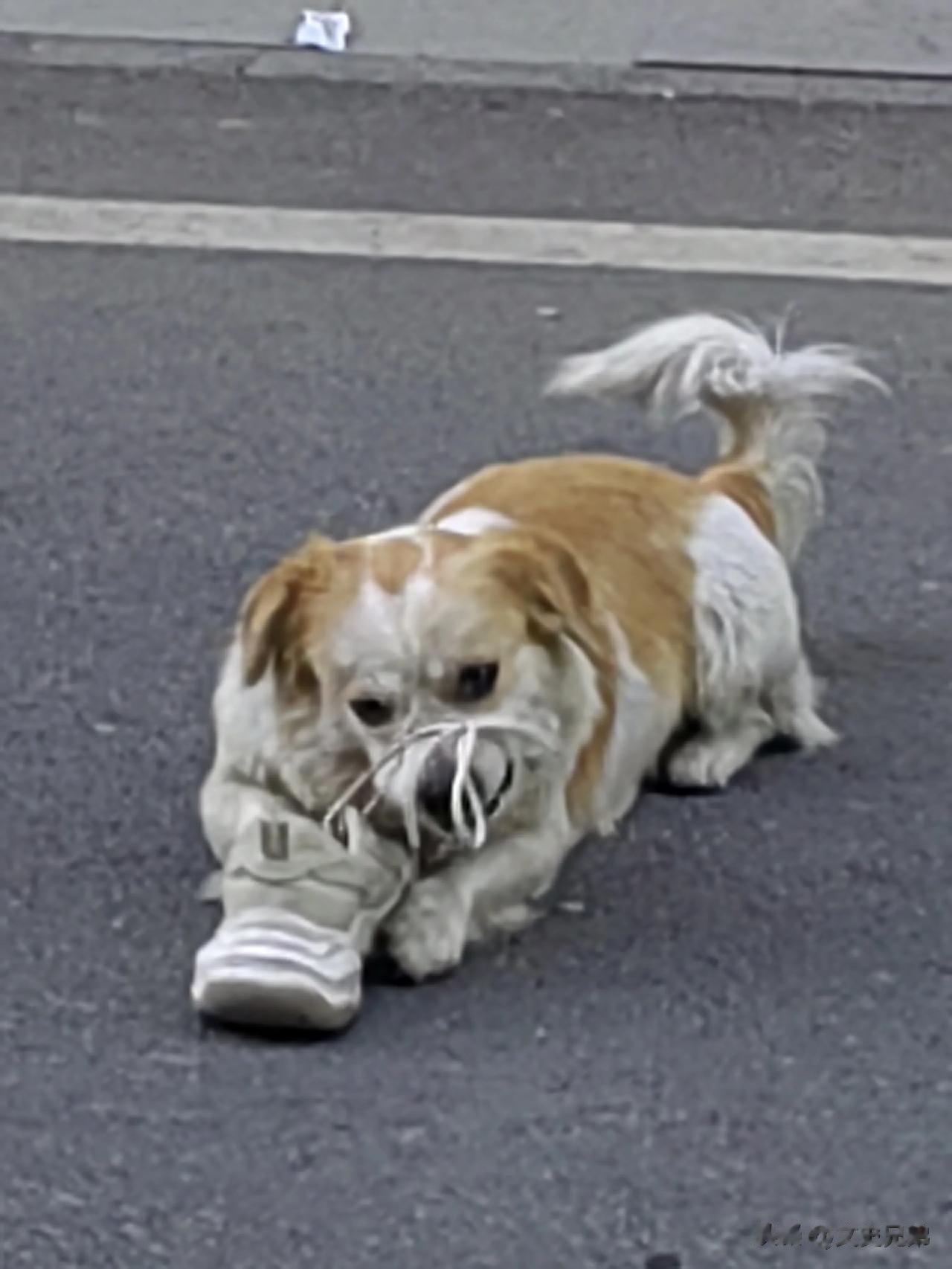 
这不科学啊！
这狗狗是怎么把鞋带绑住自己的嘴的？
谁能帮我解释一下？
今天早上