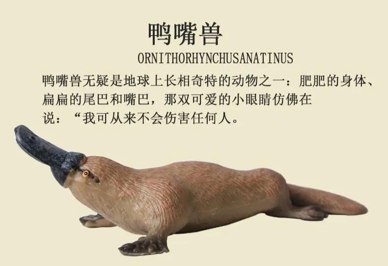 看起来“四不像”的鸭嘴兽，是一种独特且少有的卵生哺乳动物，它融合了多种动物的特征