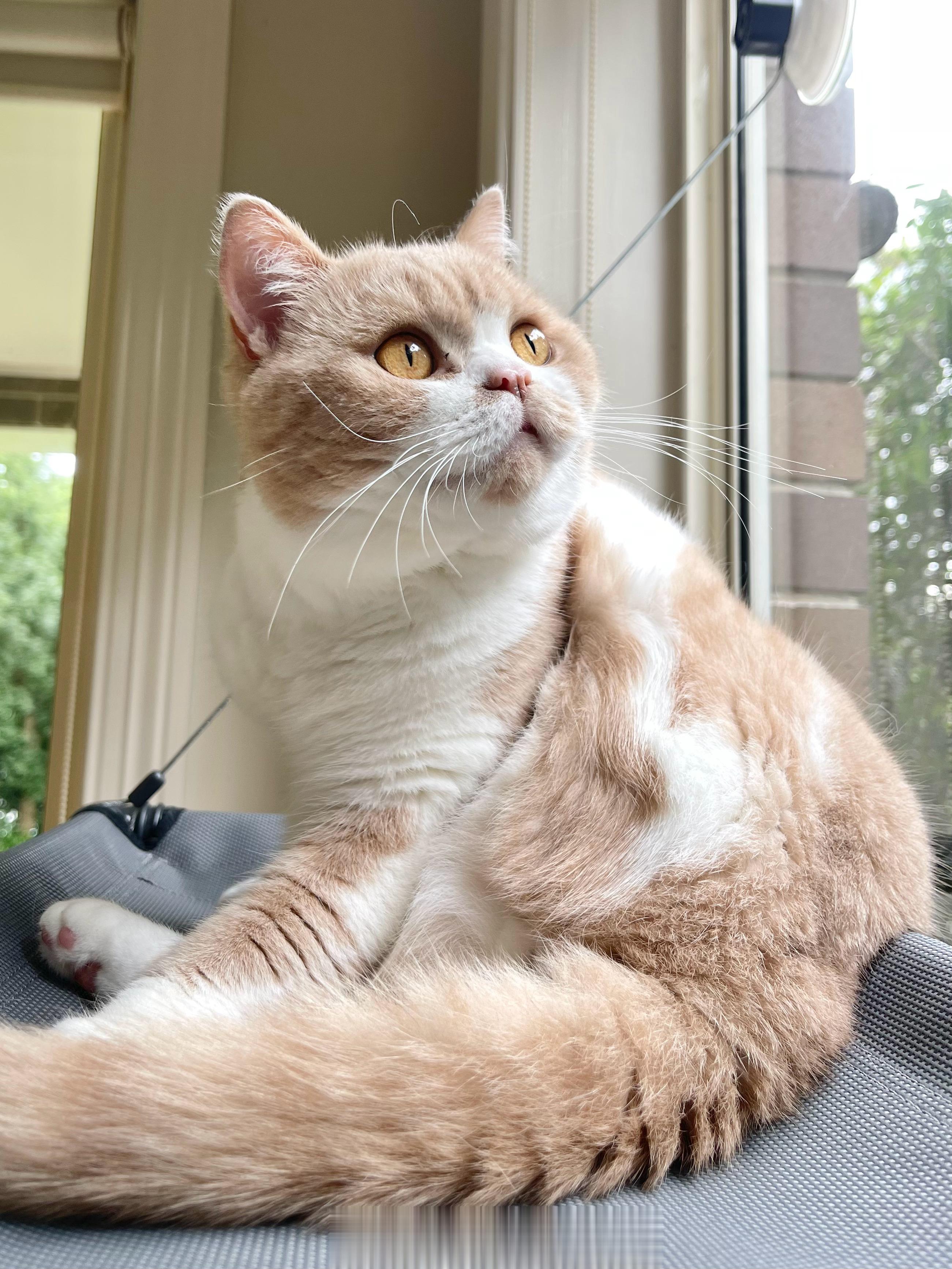 梨梨猫 ​​​