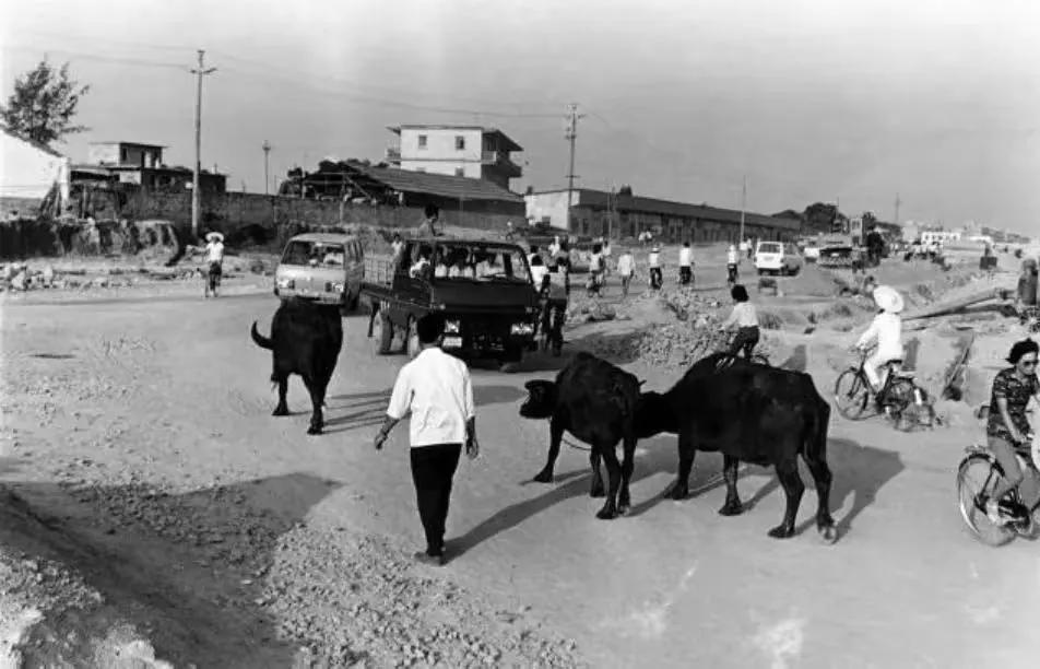 1981年，深圳解放路西段到深南大道东段，汽车、单车、牛群混杂通行。
看到此情此