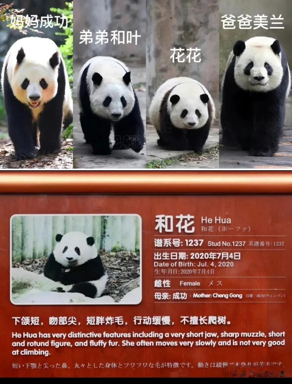 花花一家可爱的一家子[心]
看妈妈和弟弟腿也挺长的呀
花花为什么那么短么
看起来