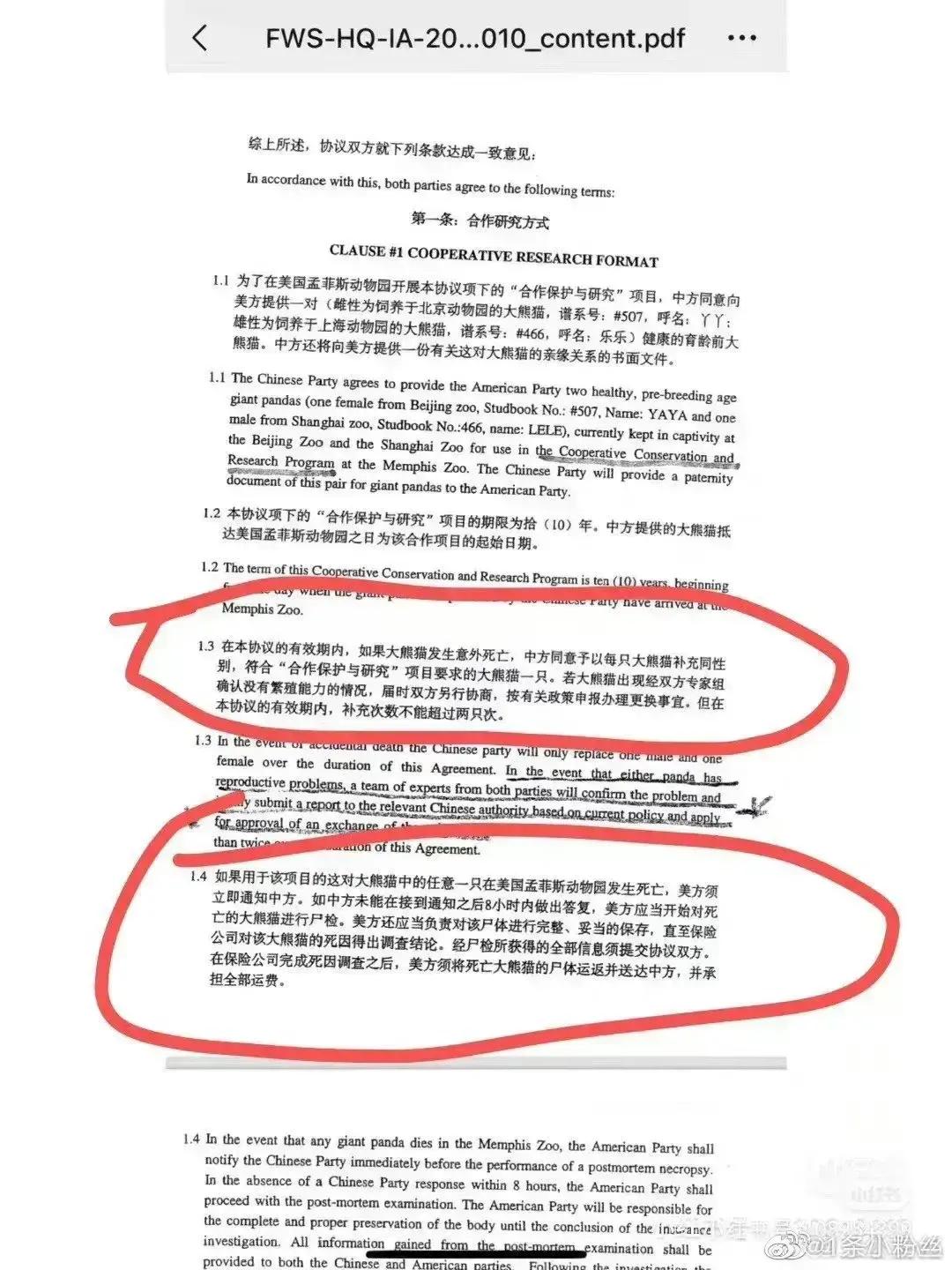 租借熊猫丫丫和乐乐的合约曝光了，根据合约完全可以理解为什么乐乐死亡后，孟菲斯公开