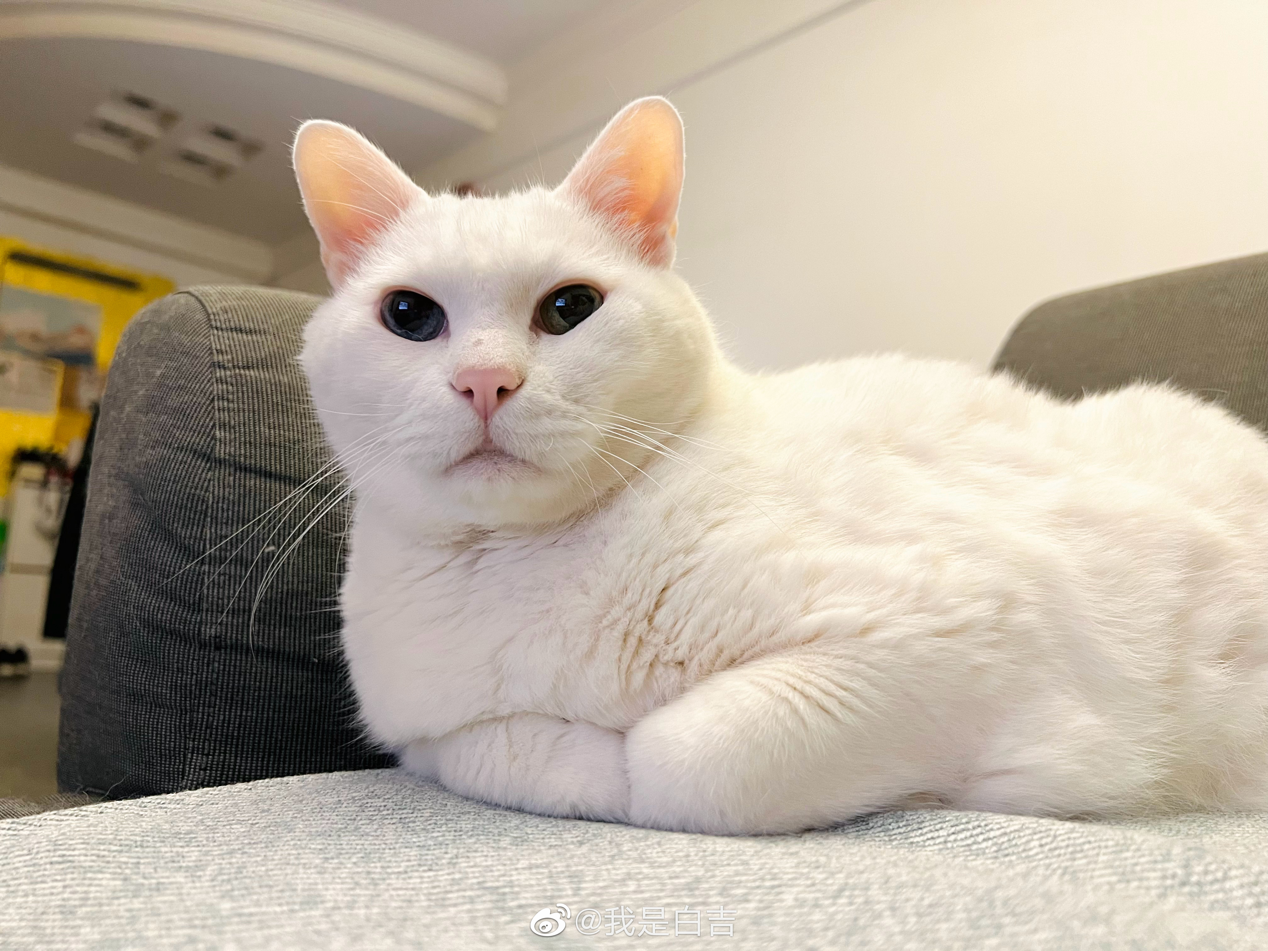 深夜擠乳福利。 ​​​