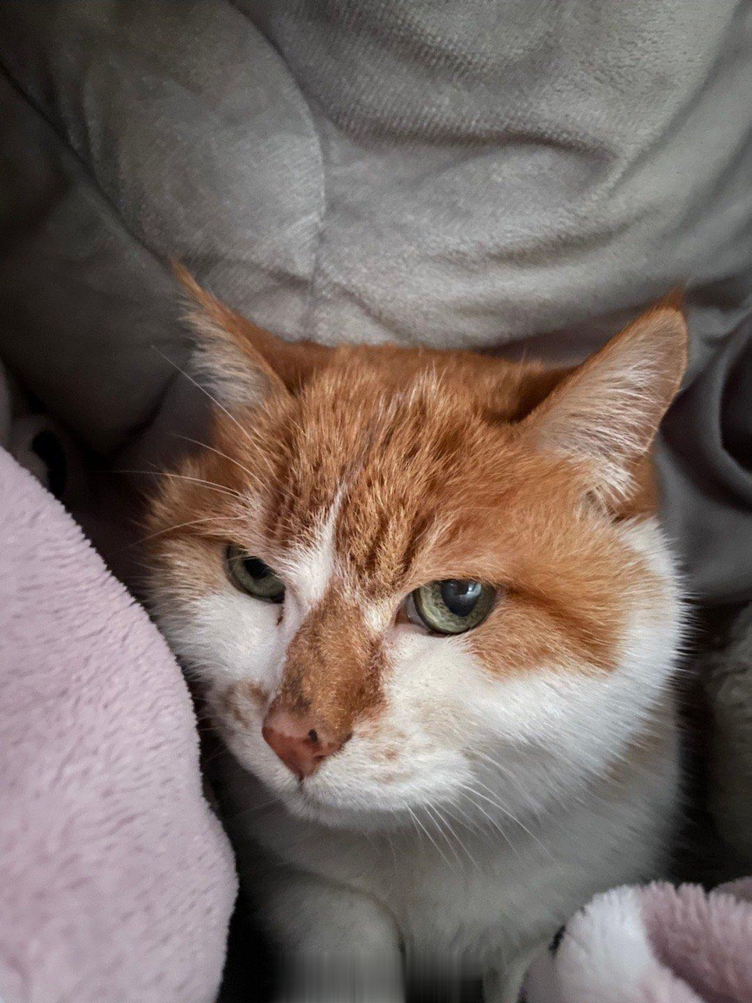  今日份的开心脸！这几天忙了都不怎么在家，下午往沙发上一倒，小被子一盖，喊了一声