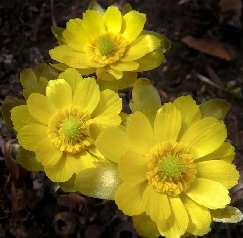 分享图片——冬天开花冰凌花
