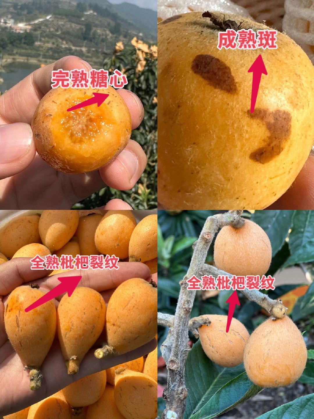 #大妈的精选#  【 云南高山蜜露枇杷 】，甜到巅峰的应季鲜爽❗️海拔1700米